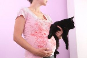 embarazo gato